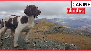 A ‘Munro bagging’ dog and his mountaineering owner
