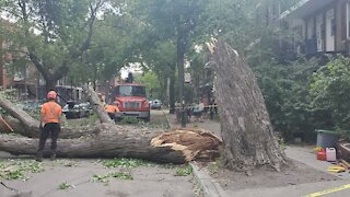 Montréal : des arbres tombent dans la rue et sur les voitures