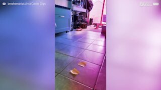 Des post-it sur les pattes, ce chat se dandine étrangement