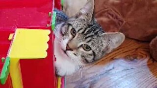 Gato fica preso dentro de casa de brincar