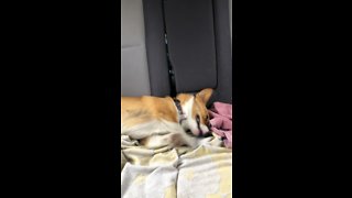 Adorable corgi has fun in the back seat