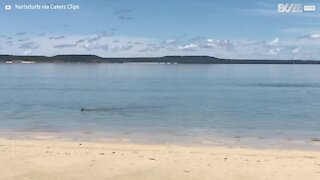 Wallaby beats the heat by heading for the beach