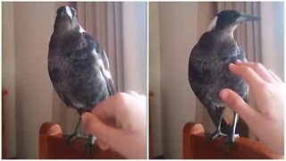 Este corvo pensa que é um galo