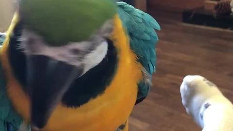 Competitive Parrot Takes Up Screaming Challenge Against Human