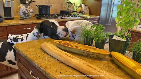 Great Danes Have Fun With Harlequin And Ratatouille Chef Hats