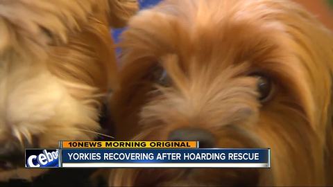 Yorkies recovering after hoarding rescue