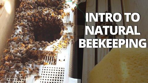My First Bee Hive! Foundationless Natural Beekeeping