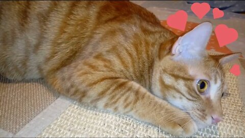 Cat and catnip mat