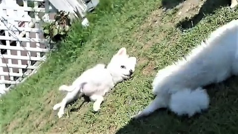 Happy Pomeranians simultaneously roll in the grass