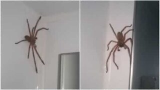 Casal tenta capturar aranha gigante no quarto