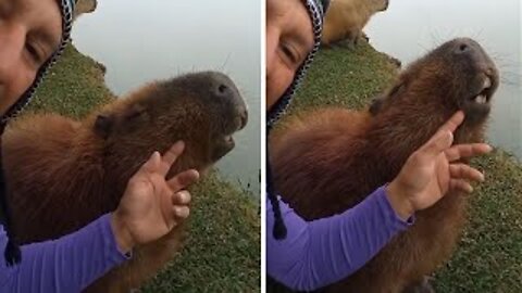 Friendly Capybara loves getting his head scratched