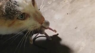 Mother cat, catch the rat