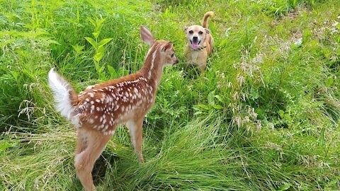 Baby deer plays with dog