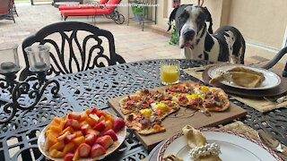 Polite Great Dane Checks Out Florida Breakfast Pizza Recipe