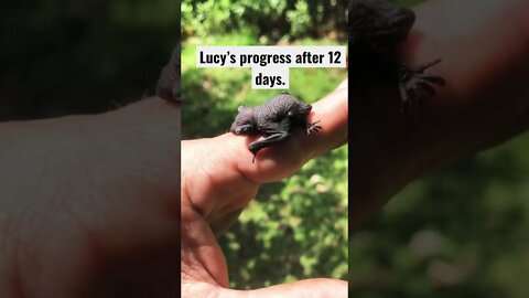 Rescued Fruit Bat Progress at 12 Days