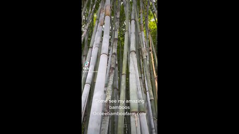 Amazing Bamboo Nursery