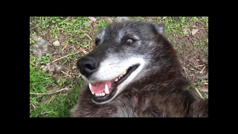 A very happy wolf!