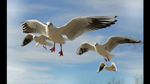 Des mouettes attaquent une femme sur la plage