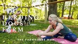 Goats and Yoga at Herding Dogs Farms