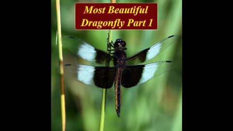 Most Beautiful Dragonfly Part 1 | Skyhunter | Sri Lankan Dragonfly