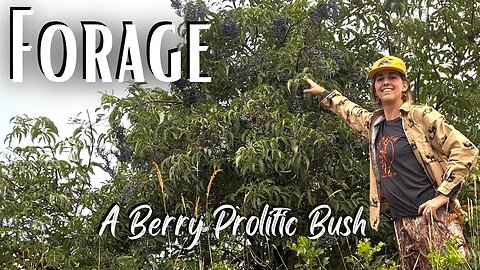 Foraging For Elderberries | Seed Saving and More