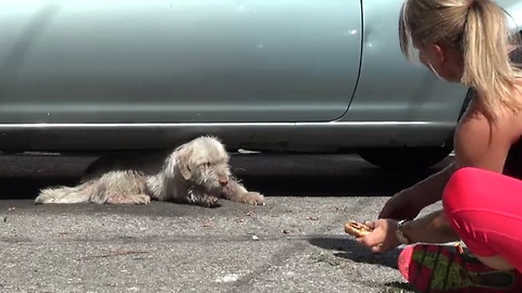 Homeless sick dog living under cars for 7 months - finally saved!