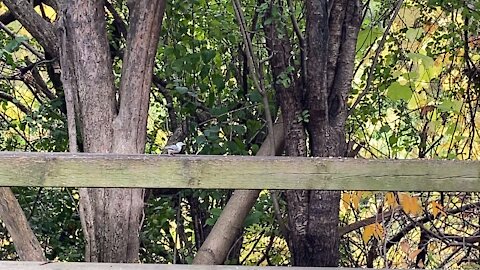 Nuthatch and a Cardinal James Gardens Toronto