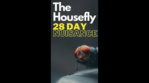 "Housefly Havoc: Navigating the 28-Day Nuisance Cycle"