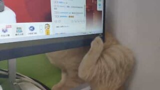 Gato tenta coçar-se com monitor à frente