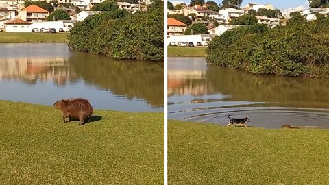Capybara Incredibly Plays With Doggy At The Park