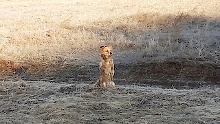 Curious red dog