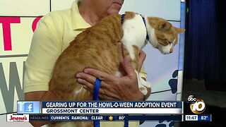 Gearing up for Howl-O-Ween adoption event