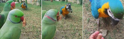 A cute parrot coming from distance to give small rock for a treat