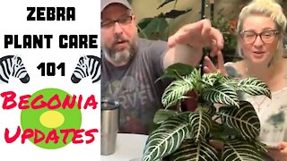 ZEBRA PLANT CARE 101 | BEGONIA UPDATE | GRIZZLY MUKBANG