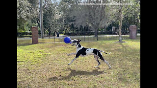 Galloping Great Dane Grabs His Ball And Runs Racing Zoomies