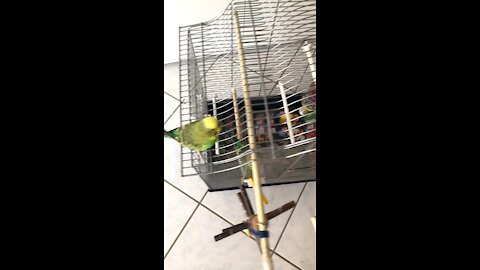 Budgie drinking Water