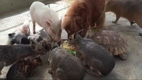 All Cute Animals Eating Together
