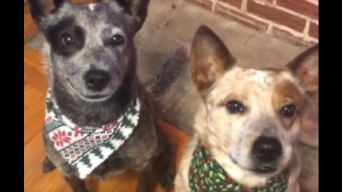 Dog Hilariously Gives Sibling A Hug On Command