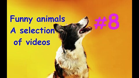 Funny animals / A selection of videos #8