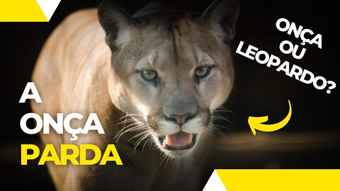 Onça parda, leão da montanha ou leopardo ? ( Jaguar, mountain lion or leopard? )