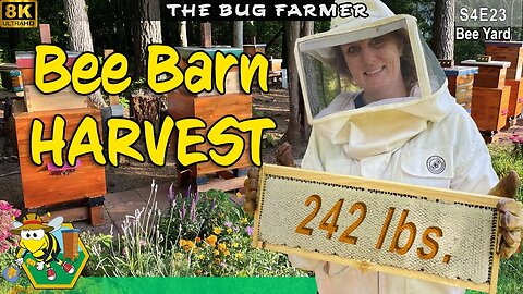242 lbs. HONEY HARVEST | Amazing Bee Barn Harvest - #beekeeping #insects #8K
