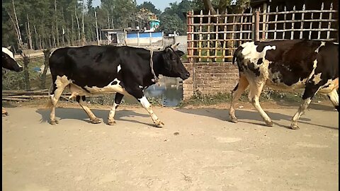 Beautiful morning walk of cows