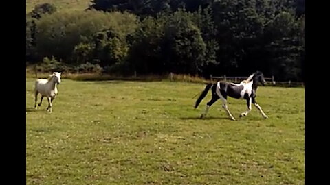 Pinto Stallion RiverDance Mahaka and Luka