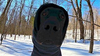 Puppy's joyful zoomies in snowy forest delights her family