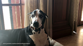 Funny Smiling Katie the Great Dane Will Make You Laugh