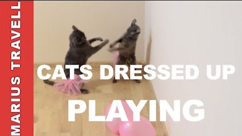 Cats Dressed Up Playing Fail compilation