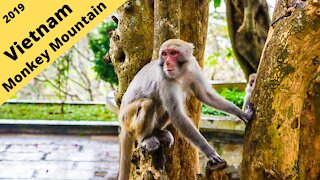 Vietnam: Monkey Mountain 2019