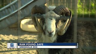 Ram on the loose captured