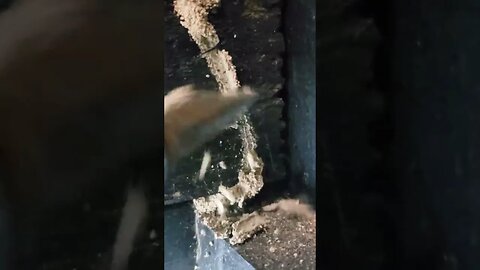 Subterranean Termite invasion in garage wall at home inspection