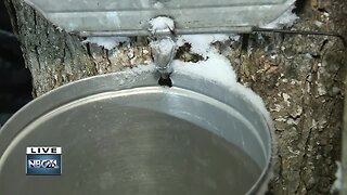 Checking for sap at Ledge View Nature Center